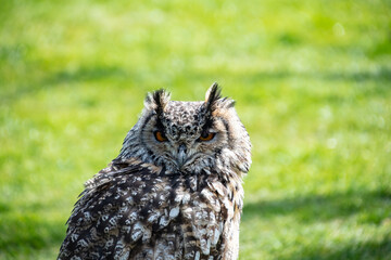 Eurasian eagle-owl (Bubo bubo) is sitting in the grass. Detail of the biggest european owl.