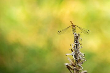 A dragonfly full face on a dry plant in the sunny afternoon, macro