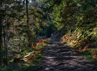 Bright autumn colors in the Vosges mountains. Alsace.
