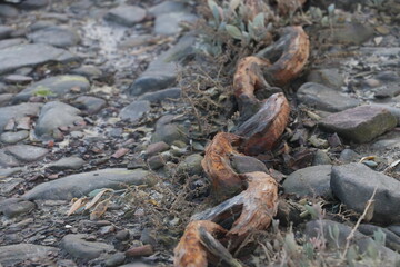 rusty chain on beach