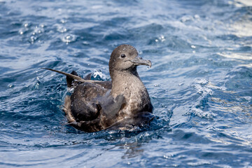 Short-tailed Shearwater in Australasian Waters