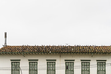 front of colonial house with many pigeons on the roof in a white day