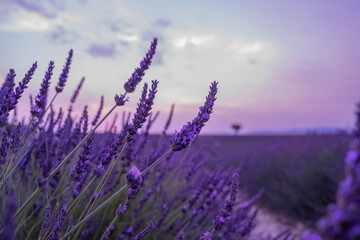 lavender field at sunset, Provence. 