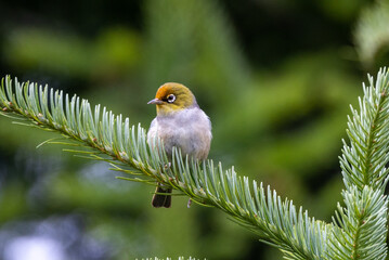 Silvereye Zosterops Lateralis, Australasian Passerine 