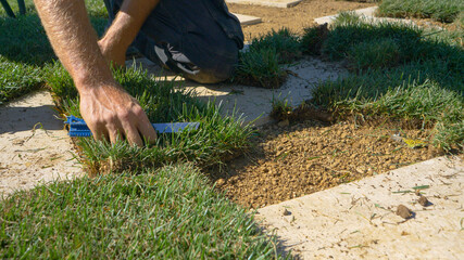 CLOSE UP: Male contractor places a patch of grass between two concrete tiles. - obrazy, fototapety, plakaty