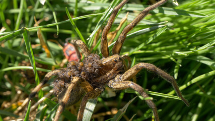 CLOSE UP: Spider carries young hatchlings on back while crawling across meadow.