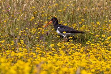 South Island Pied Oystercatcher Endemic to New Zealand
