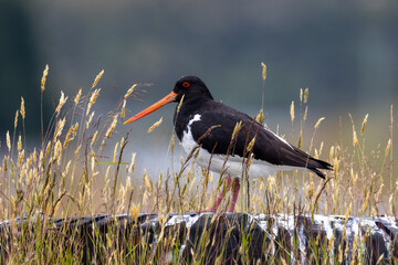 South Island Pied Oystercatcher Endemic to New Zealand