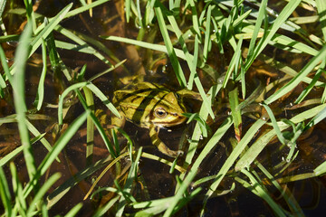 Frog in the water in a flood meadow in the floodplain of the river. Reflection in the water.