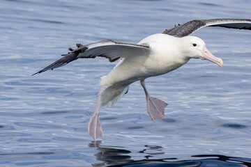 Fototapeta na wymiar Southern Royal Albatross in Australasia
