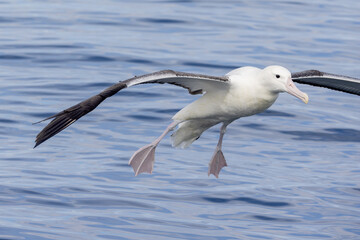 Southern Royal Albatross in Australasia