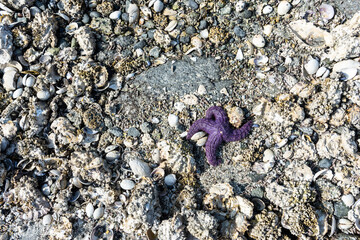 Purple starfish on a rocky beach with copy space