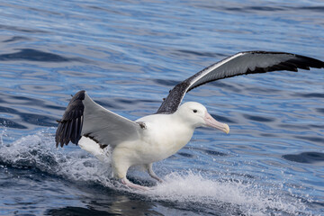 Southern Royal Albatross in Australasia