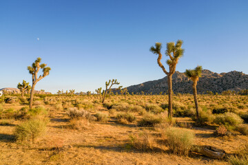 Obraz premium Joshua Tree National Park