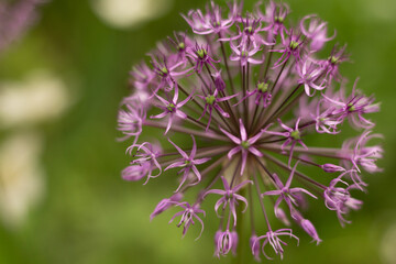 flowers of a thistle