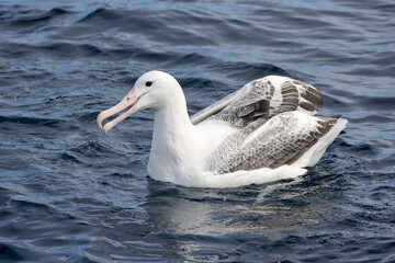 Southern Royal Albatross in Australasia