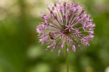 bee on a flower