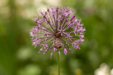 thistle flower