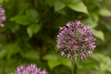 bee on a flower