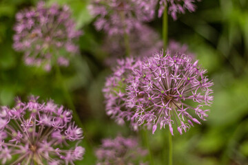 thistle flower