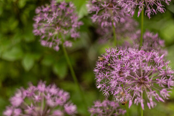 flowers in the garden