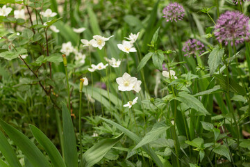 flowers in a garden