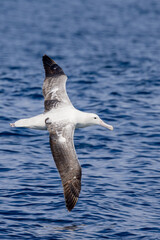 Southern Royal Albatross in Australasia