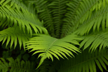 fern leaves