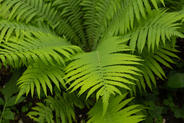 fern leaves
