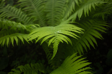 leaf