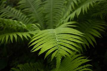 fern leaf in the forest