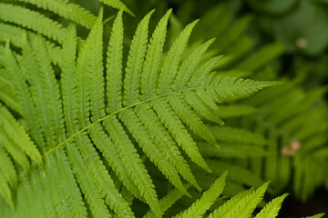 close up of fern