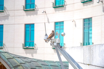 Bullring bird 2