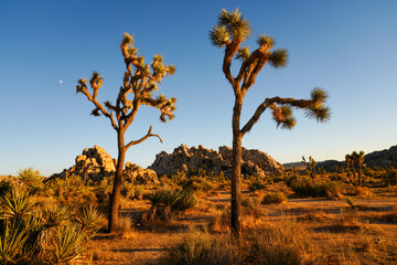 Joshua Tree National Park