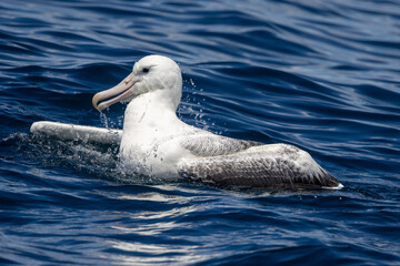 Southern Royal Albatross in Australasia