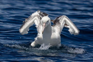 Fototapeta premium Southern Royal Albatross in Australasia