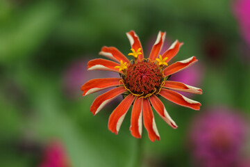 Soft focus photo gerbera flower. Red daisies. Chamomile background. Beautiful blooming flower close up. Floral background for design. Nature concept. Colourful Gerbera daisies on a pastel background