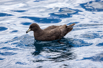 Westland Petrel in Australasian Waters