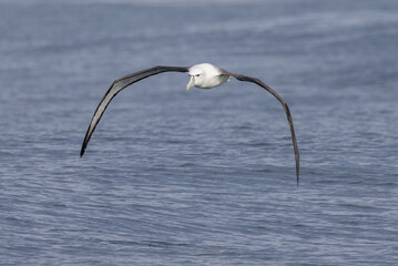 White-capped Mollymawk in Australasia