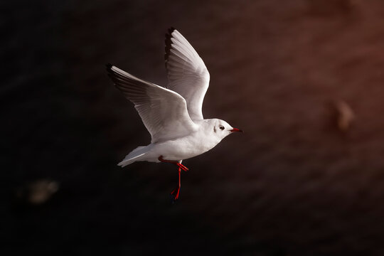 Black-headed Gull, Chroicocephalus ridibundus, bird with red biil and legs