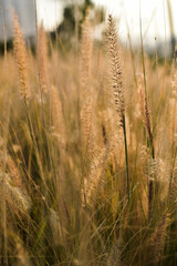 Obraz premium grass in the wind