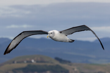 White-capped Mollymawk in Australasia
