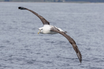 White-capped Mollymawk in Australasia