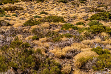 Vegetación en el Parque Nacional del Teide, isla de Tenerife