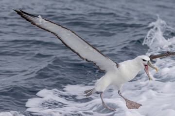 White-capped Mollymawk in Australasia