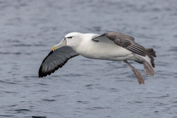 White-capped Mollymawk in Australasia