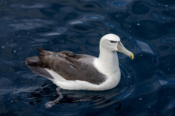 White-capped Mollymawk in Australasia