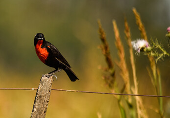 Leistes superciliaris, Black Bird with Red Chest in the Field
