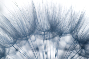 Dandelion fluff