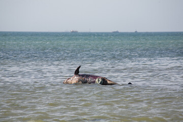 A cetacean beached on the beach of Paracas, Peru